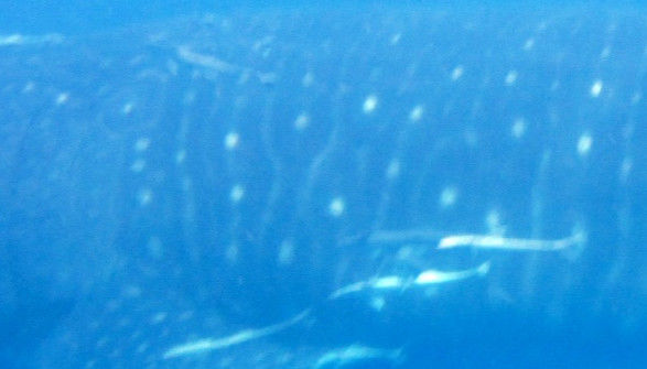 9a8616fd-3ce1-4fe7-96ed-a40924630e1f