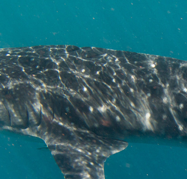 1551a82c-4ceb-4aec-8c0f-d5ee2837cc71