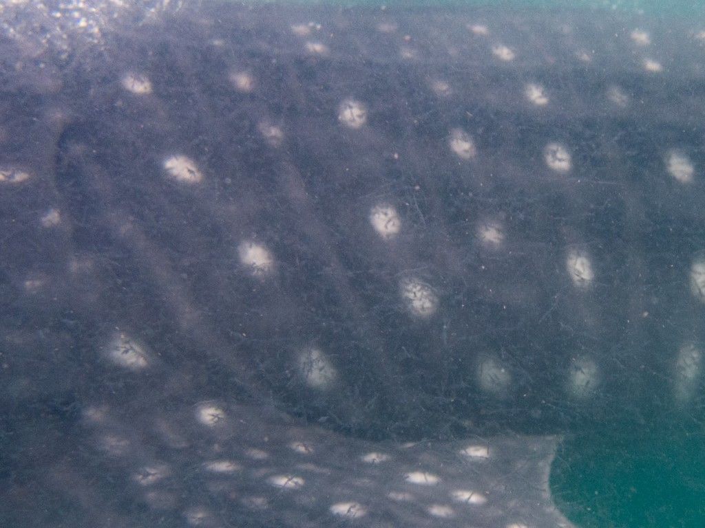 ecefbdeb-b946-4a30-8162-a766c7bf4675