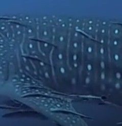 5d766fa6-9703-4e1f-b6c8-e0971f2dd7ca