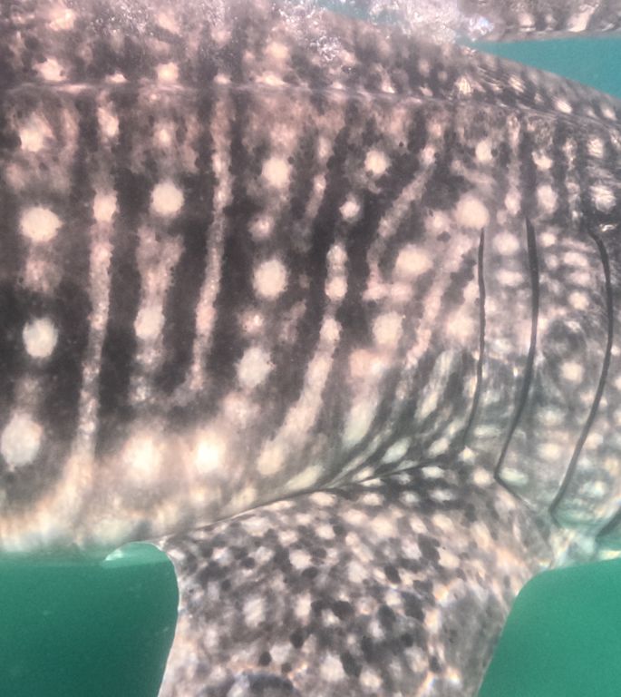 cee208f9-1cd5-4dec-a62c-f809b08fb807