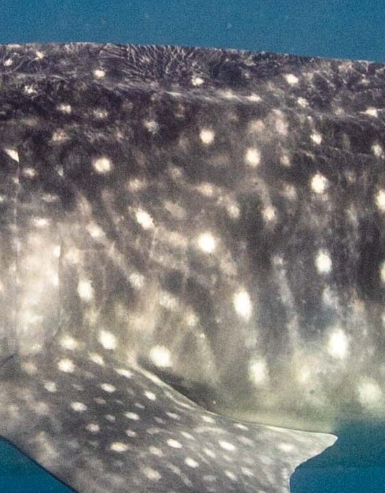 068bd46e-3c30-4565-9942-db9332c46bde