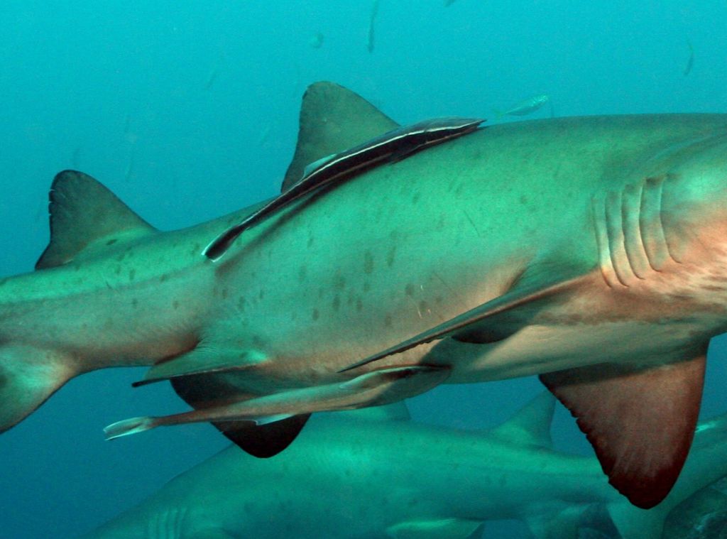 41e41af3-965e-42e7-a066-8aac04413561