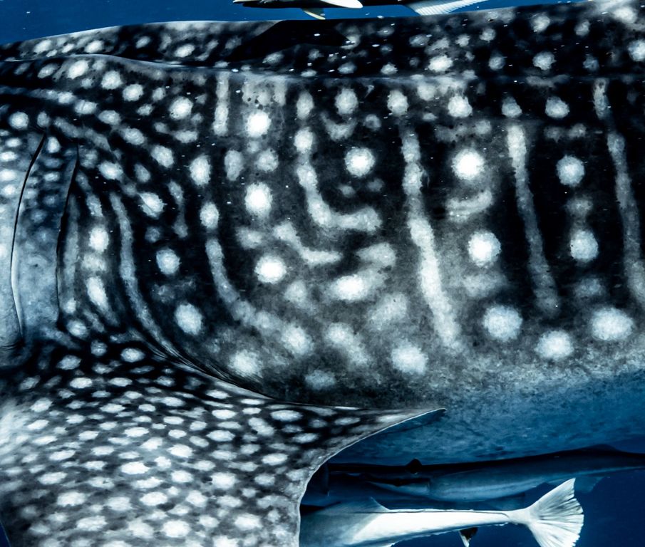 d24e37dd-3ae6-48a4-940a-2ab8cdbdec14