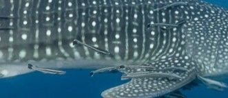 d0b934ce-fa08-4de7-86be-aadc8b7903d4