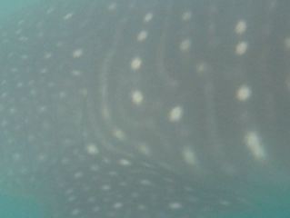 948a8410-b466-45cd-a20b-7ddb6aabf779