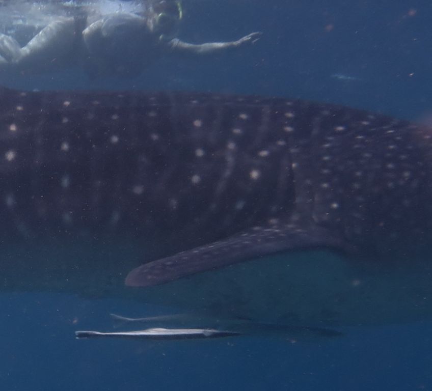 83291185-a105-4f48-be21-90bbb1b93954