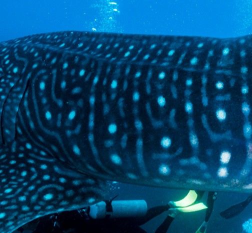 bf2f5485-6593-41d3-ae4b-94e79bfec347