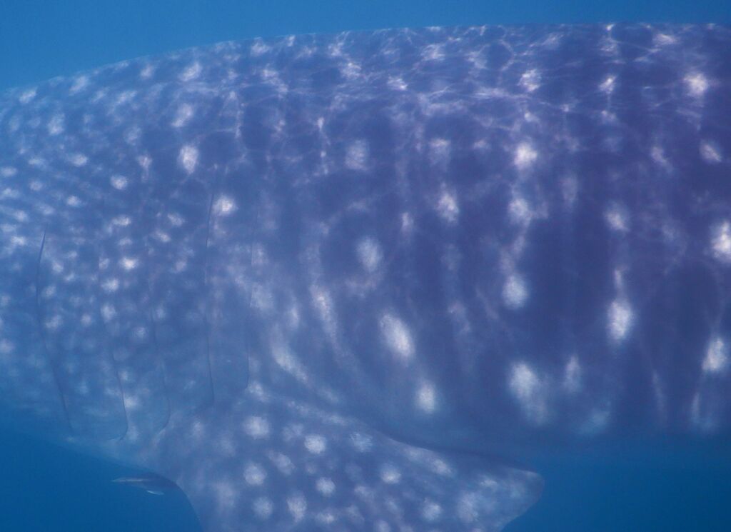 57d7ba28-4ff8-41f9-9850-1539f7ae791f