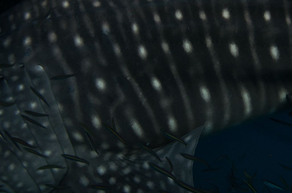 4e97ca73-6c79-4be9-9222-b39421433074