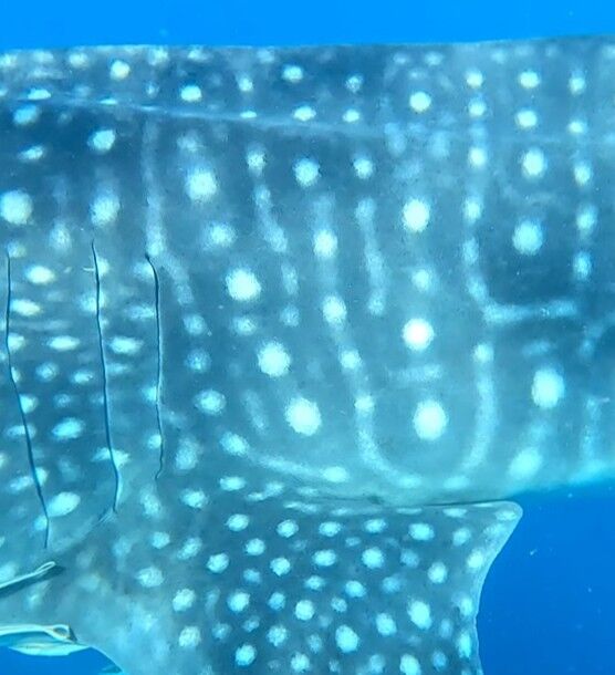 007a2172-a617-48fe-acd0-49b6ecc0b078