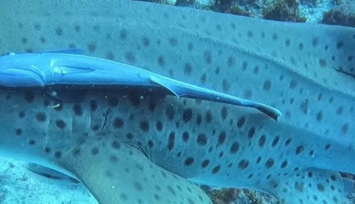 2a5f80dc-c72e-4715-bc91-2d9eef0ab096