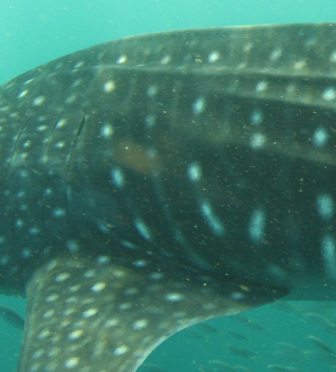 0e47c6e3-4294-4c47-9471-46f3531f04b9