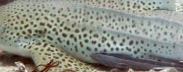 e5d60cfa-83c2-437f-ad24-eca3a9c9915f