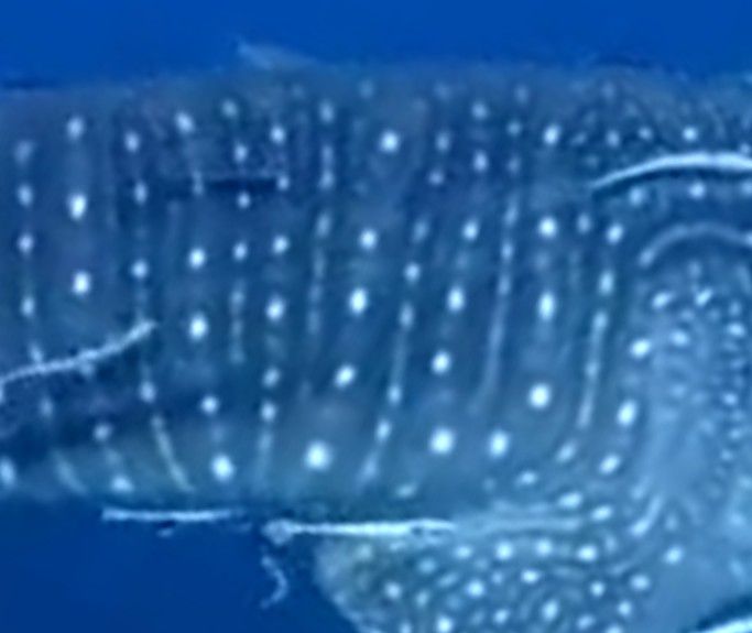 ec666c53-7679-4fb9-8e06-a8089b26caf9