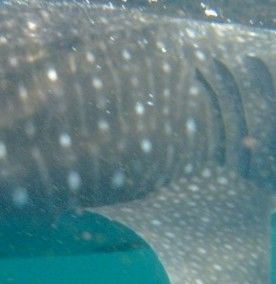 3dae038d-8f3d-4cf9-b6e4-3a473f14e11d