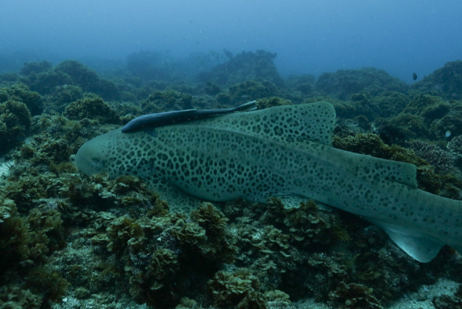 e1aef6cb-d23c-4f57-8cd7-3a56fa6e9dd8