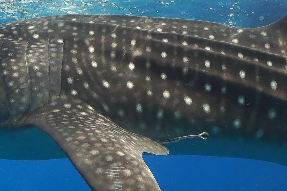 8ed059d5-294e-4a71-95ad-38a7fb28935b