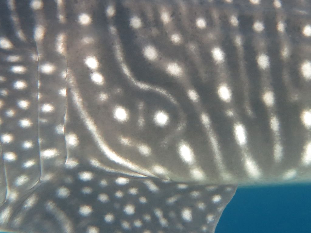 343dde3a-d08a-487b-8d99-b3870e760c58