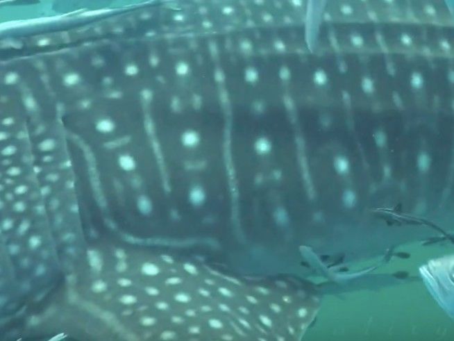 d0f19f62-b465-4c9a-928f-91c2b1528d84