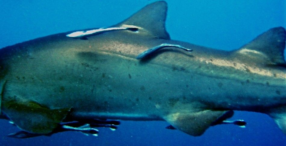 1f61bc97-ae4e-4434-906e-9af35cac618b