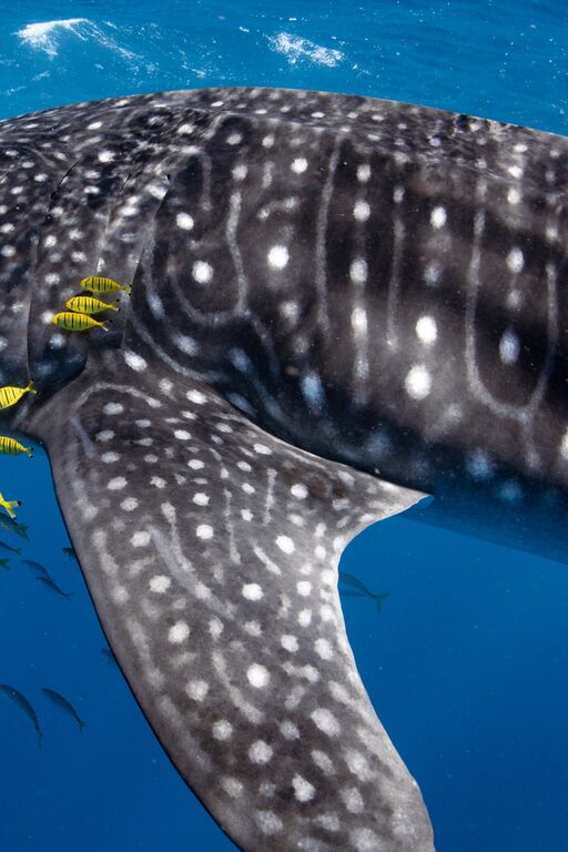 ae43bc7d-4696-46ef-835e-ea5b69c695a6