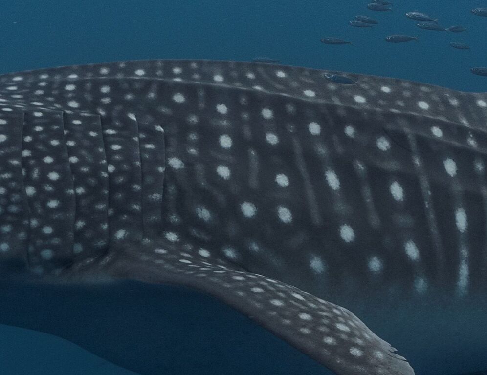 8858299a-4c7e-45d0-8fed-cbc32a911ebd