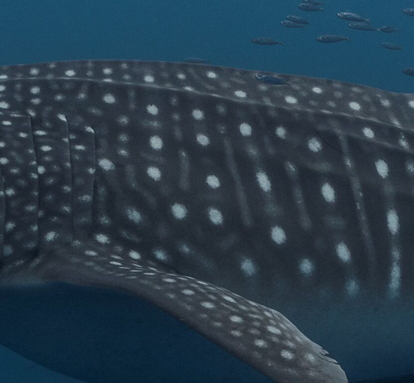 8858299a-4c7e-45d0-8fed-cbc32a911ebd