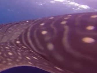 78a762bf-a70e-400a-9a78-bcba96f10d8b