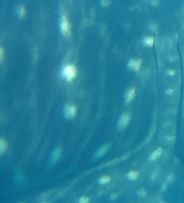 6e93a246-4570-4d8a-9eac-c53b01c33512