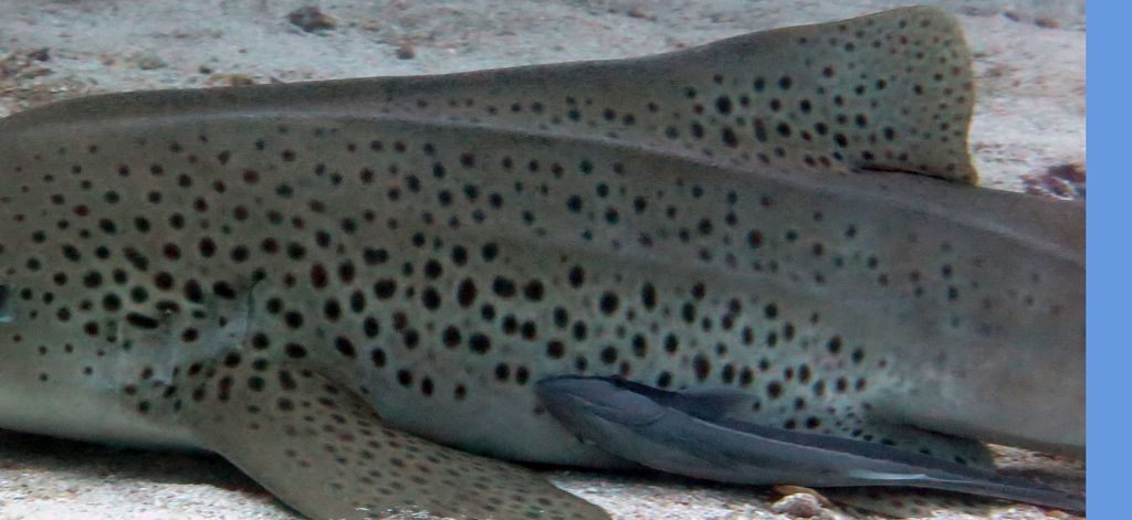 87a53278-afa3-49bc-889d-9f230851373c