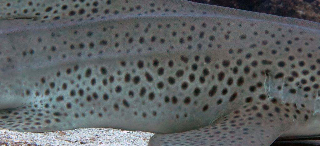 87a53278-afa3-49bc-889d-9f230851373c