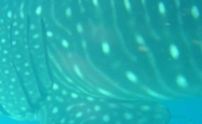 1852a48e-a9a2-4d6c-b6fd-df0812b71aab