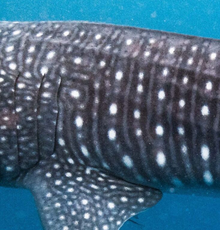 4621c191-e9c7-4570-92a4-b99375645975