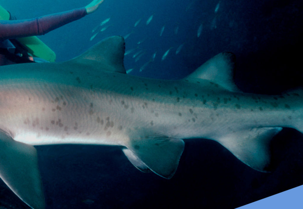 c194c21a-3ee0-4ec3-b308-08e9f6463034