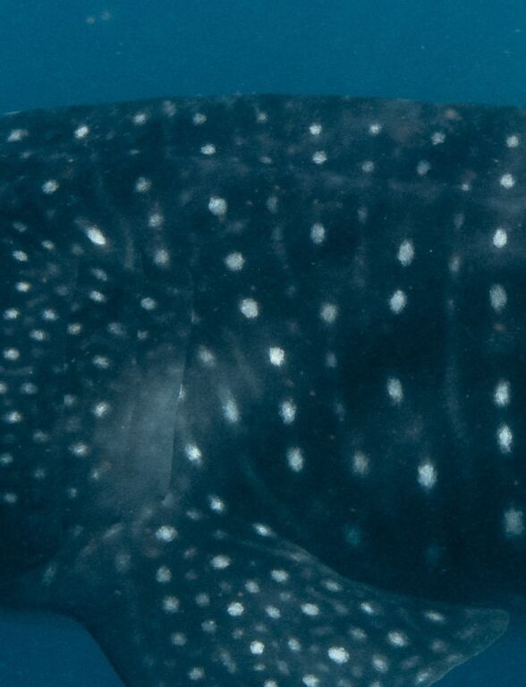 94e14605-cab9-4bce-8a1e-482d676d6e43