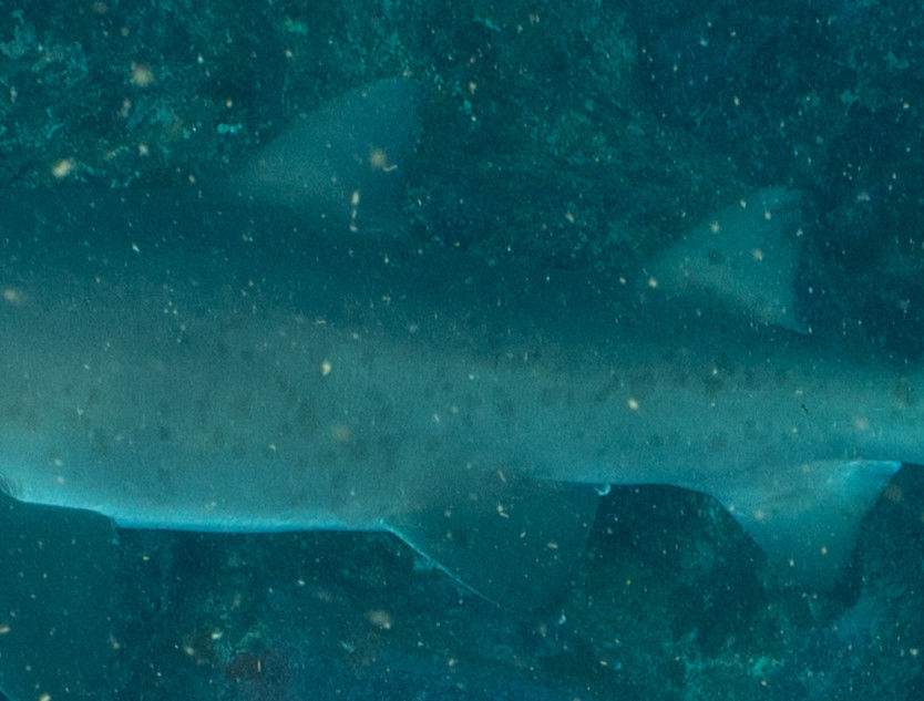 0f00bcee-d271-4c3c-bd5c-330751d2a258