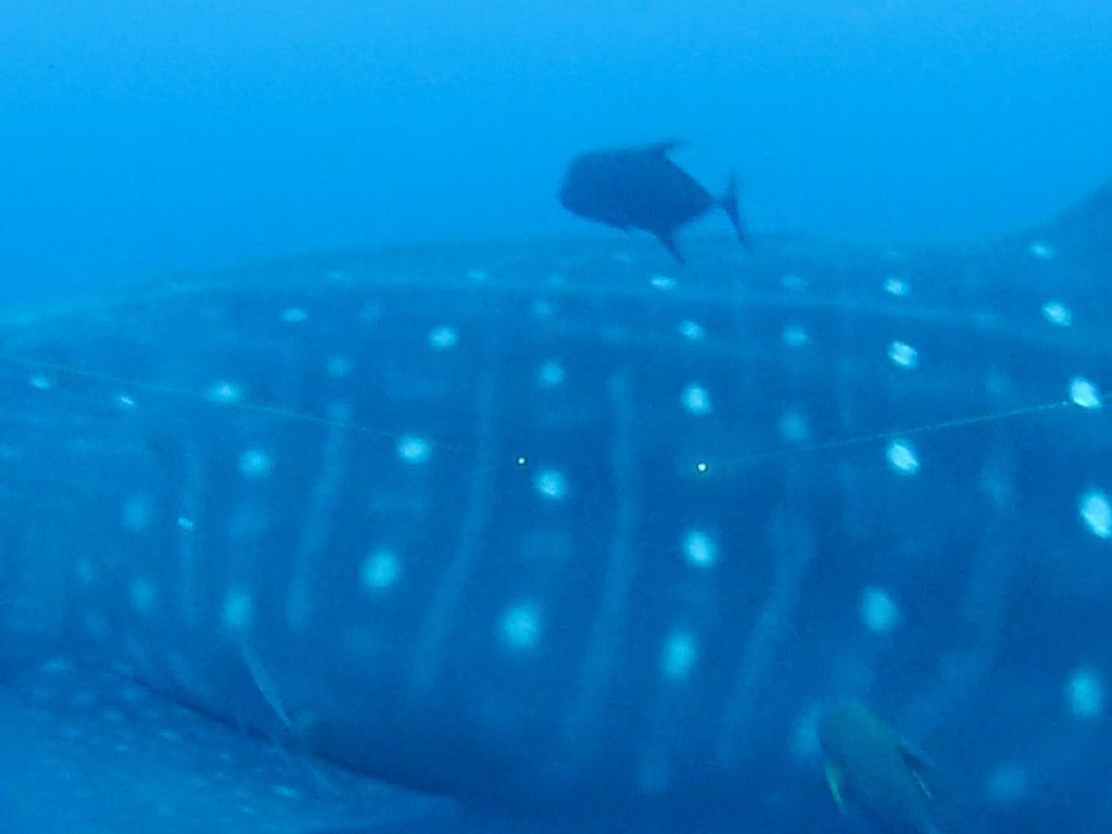 699cf23e-bb92-4088-8c8d-e0f72637eb56