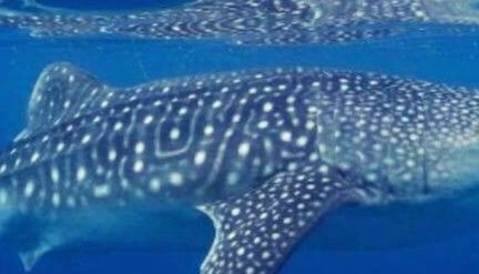 43f1fa07-e611-43ad-b08d-0e3e779c28b0