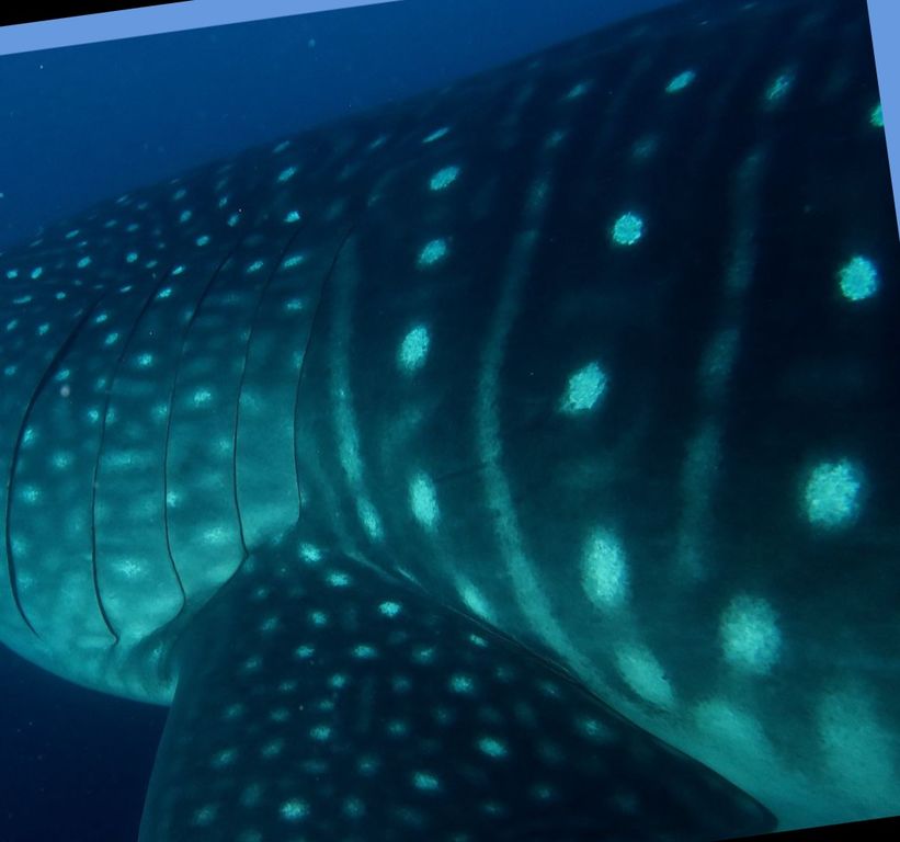 ed51daa0-5352-46c0-9039-c6babbdfd3be