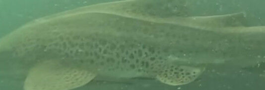 f82157f5-1499-4c04-baaf-b7ed0f416e4a