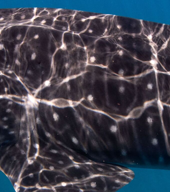 bd30295c-ecd7-42af-832d-366b6a63efec