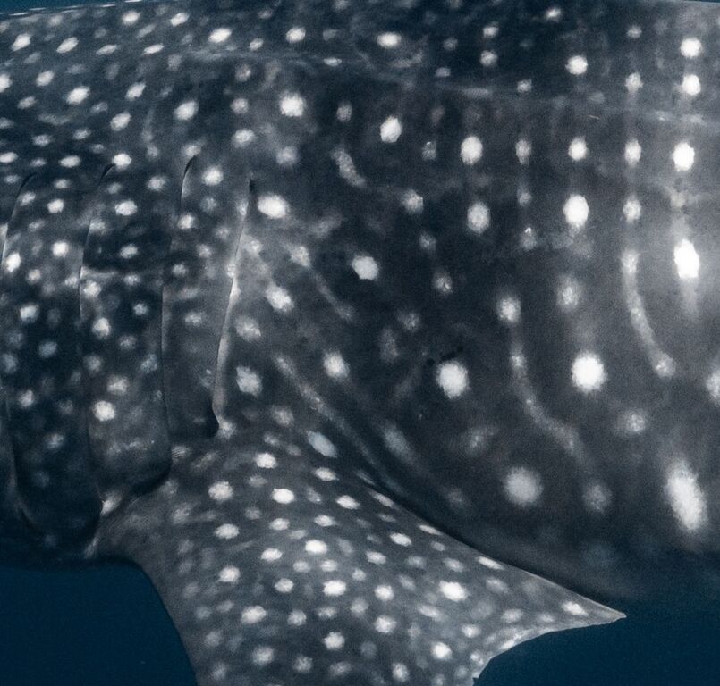 9f413c3a-bcb1-46ce-9c43-663987c78f98