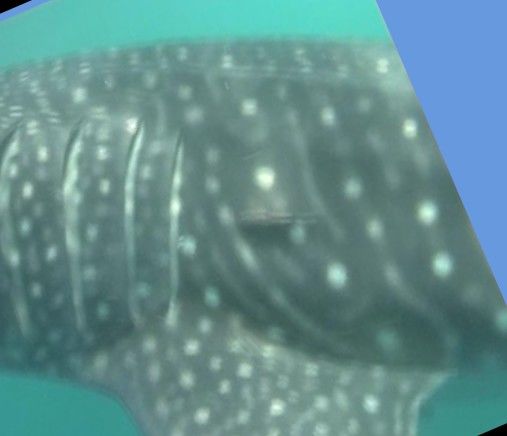 3dd0c0f9-8185-4153-9458-2d20d9886903