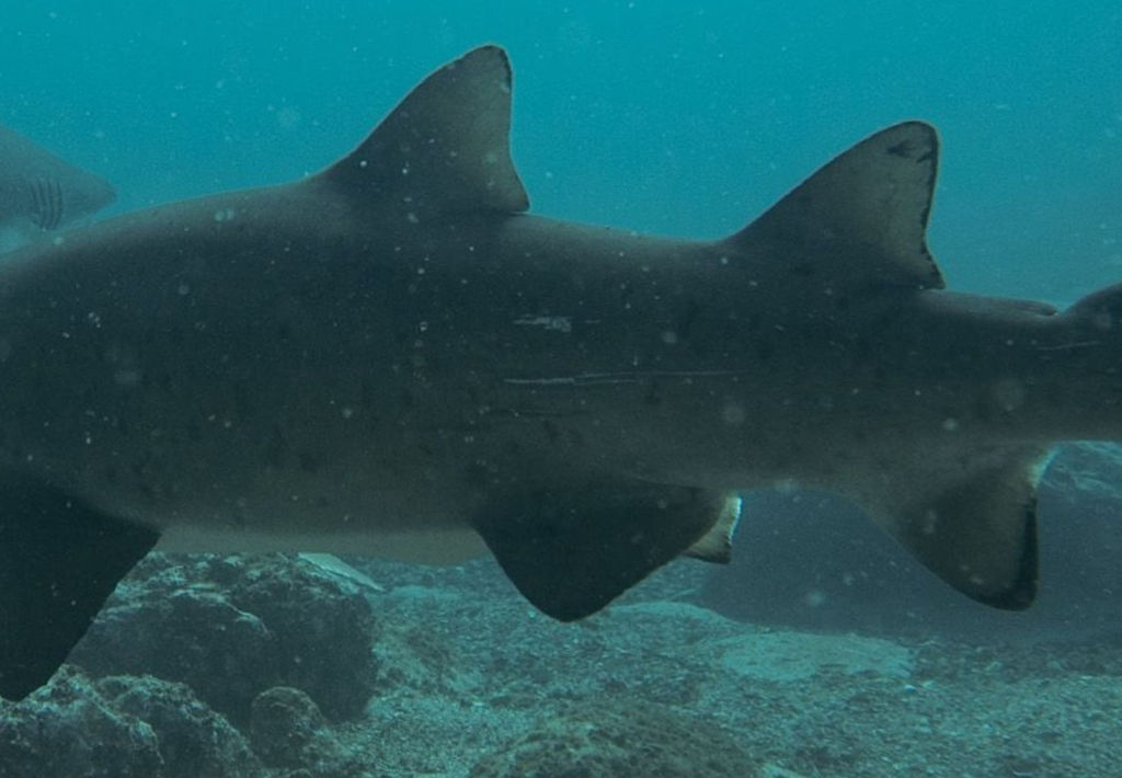 0b0bacea-26c4-4cea-867b-2fe6af004219