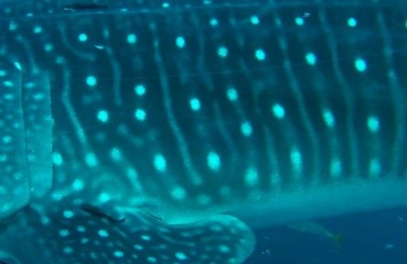 73bbedde-0cbe-4962-a6ae-b7a9865541a0