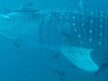 b311b736-e203-4f72-bf09-3f887287a4fa