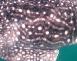 2b88998f-4bd8-4cca-ac0e-a1f5bd301f21