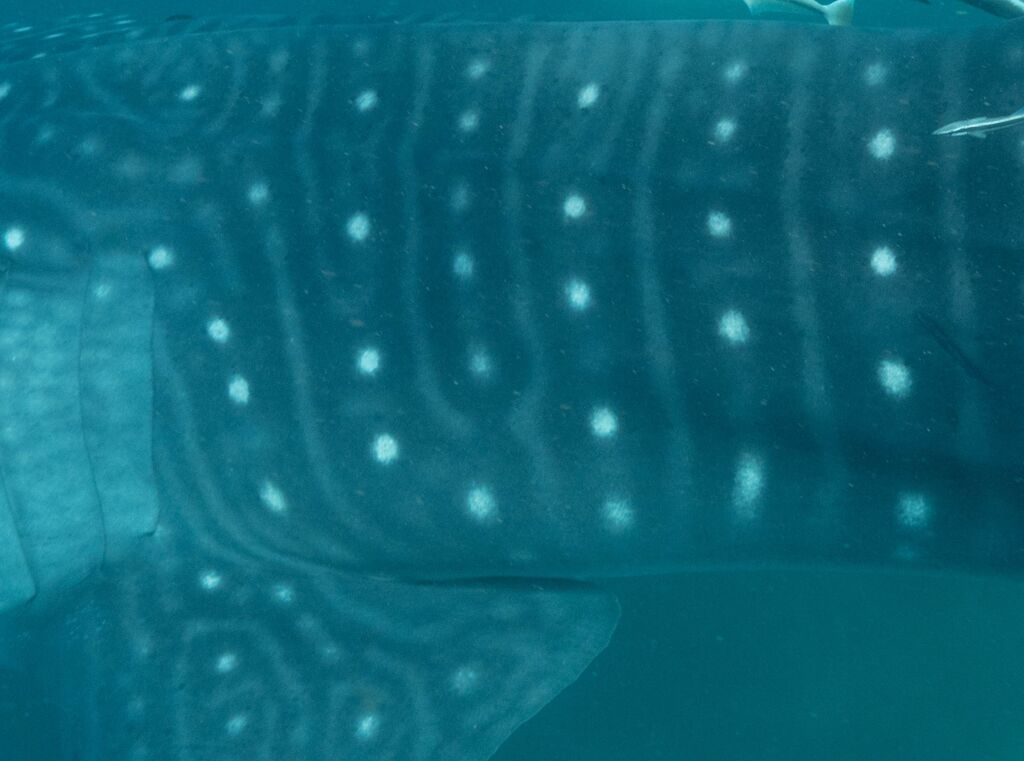 61017ffa-ff1b-4437-b5ee-d9000c088bc6