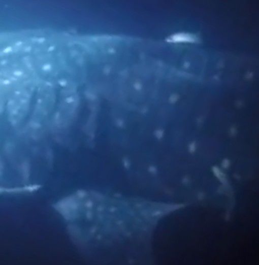 f7c2cd47-378c-49af-ba28-0f438ff6a9d5